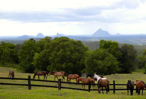 Maleny Springs Farm - Accommodation Main Beach 39