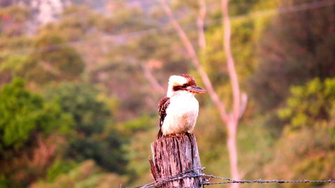 Maleny Springs Farm - Accommodation Main Beach 25