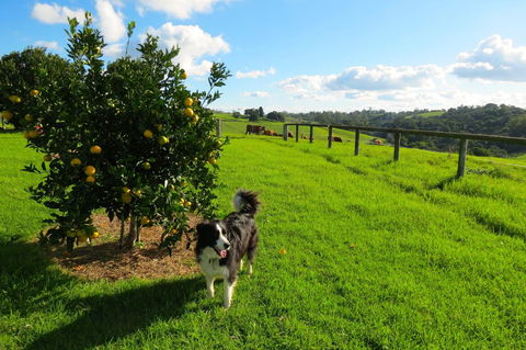 Maleny Springs Farm - Accommodation Main Beach 31