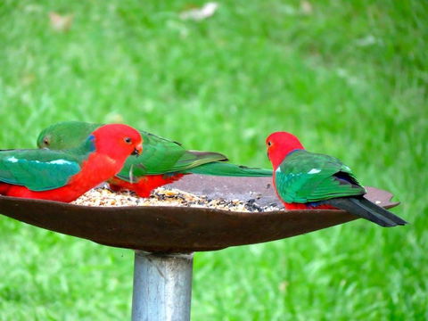 Maleny Springs Farm - Accommodation Main Beach 35