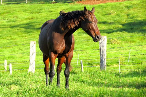 Maleny Springs Farm - Accommodation Main Beach 27