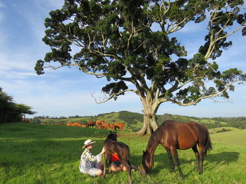Maleny Springs Farm - Accommodation Main Beach 5