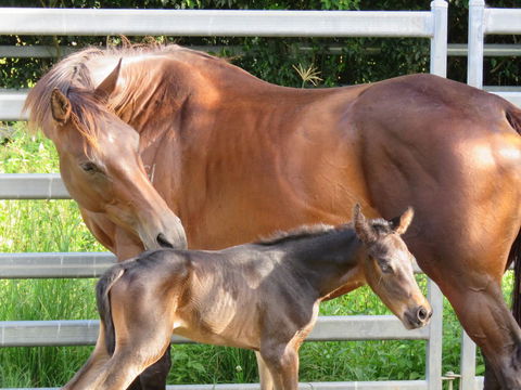 Maleny Springs Farm - Accommodation Main Beach 18