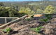 Cloud View Garden - thumb 3