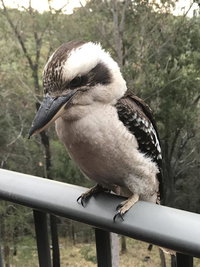 Book Tallebudgera Accommodation Vacations Accommodation Main Beach Accommodation Main Beach