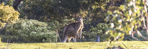 Alkina Lodge - Great Ocean Road - Accommodation Main Beach 3