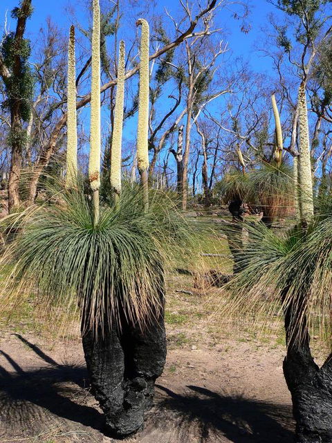 Aurora Cottages Bush Retreat - Accommodation Main Beach 3