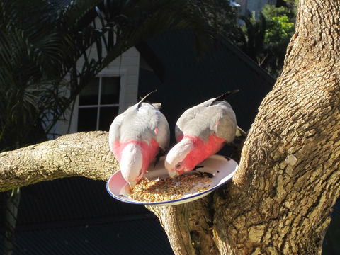 Avoca Breezes - Accommodation Main Beach 2