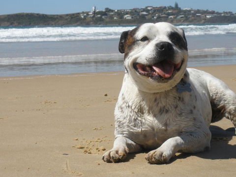 Safety Beach Ocean Bungalows - Accommodation Main Beach 1
