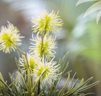 Bessou - Accommodation Main Beach