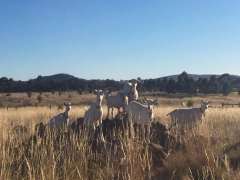 Big Tiny Altitude Tiny House Experience - Accommodation Main Beach 1