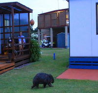 BIG4 Kelso Sands Holiday  Native Wildlife Park - Accommodation Main Beach