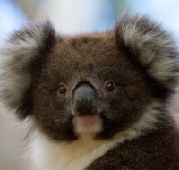 Bimbi Park - Camping Under Koalas - Accommodation Main Beach