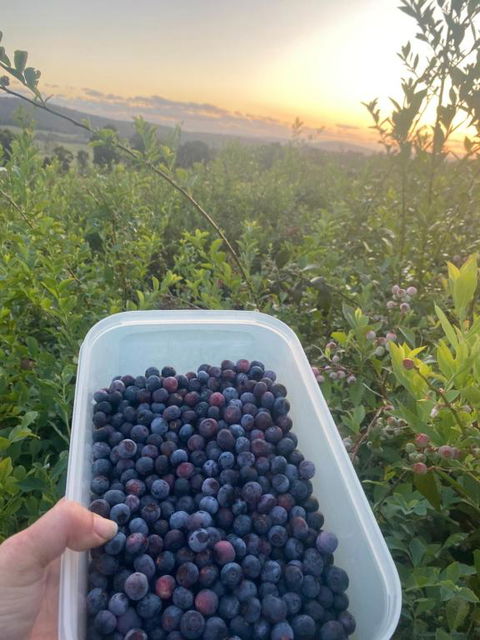 Tinglewood Cabins - Accommodation Main Beach 2