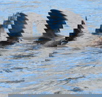 Twilight Sail Bruny Island - Accommodation Main Beach