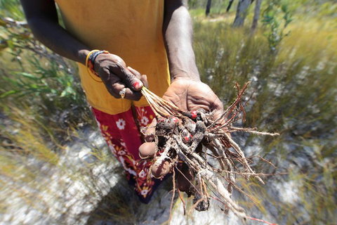 Gay-Wu Woman's 5 Day Yolngu Homeland Tour - Accommodation Main Beach 0