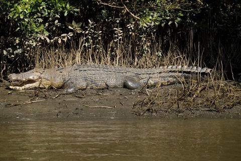 5-Day Best Of Cairns With Daintree, Kuranda, And Great Barrier Reef - Accommodation Main Beach 5