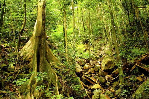 Cairns 4WD Waterfall And Rainforest Tour Including Kuranda Scenic Railway - Accommodation Main Beach 1