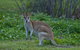 Cairns 4WD Waterfall And Rainforest Tour Including Kuranda Scenic Railway - thumb 2