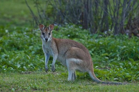 Cairns 4WD Waterfall And Rainforest Tour Including Kuranda Scenic Railway - Accommodation Main Beach 2