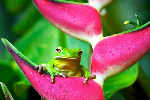 3-Day Best Of Cairns Combo: The Daintree Rainforest, Great Barrier Reef, And Kuranda - Accommodation Main Beach 0