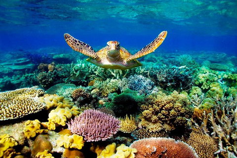3-Day Best Of Cairns Combo: The Daintree Rainforest, Great Barrier Reef, And Kuranda - Accommodation Main Beach 1