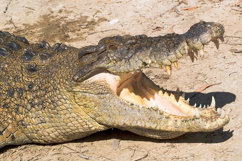 4-Day Cairns Ultimate Combo: Daintree Rainforest, Reef, Kuranda & Paronella Park - Accommodation Main Beach 0