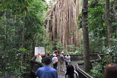 4-Day Cairns Ultimate Combo: Daintree Rainforest, Reef, Kuranda & Paronella Park - Accommodation Main Beach 5
