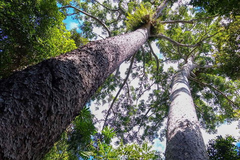 Paronella Park And Millaa Millaa Falls Full-day Tour From Cairns - Accommodation Main Beach 1