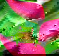 Cape Tribulation Mossman Gorge and Daintree Rainforest Premium Day Tour