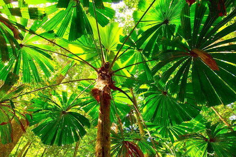 Private Daintree National Park Day Tour From Cairns Including Cape Tribulation And Mossman Gorge - Accommodation Main Beach 3