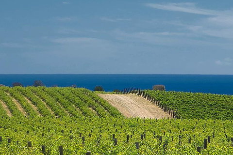 McLaren Vale Winery Small Group Tour With Wine Tasting And Lunch - Accommodation Main Beach 4