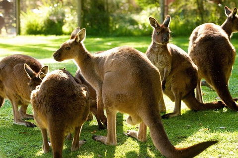 Melbourne City Card (3 Days): Visit Unlimited Attractions! - Accommodation Main Beach 4