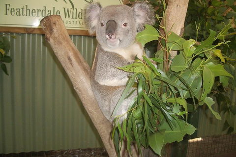 Full-Day Private Blue Mountains Tour With River Cruise - Accommodation Main Beach 2