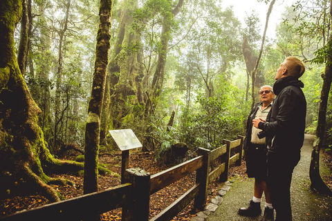 Full-day Springbrook National Park Tour From The Gold Coast - Accommodation Main Beach 1