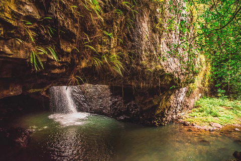 Full-day Springbrook National Park Tour From The Gold Coast - Accommodation Main Beach 4