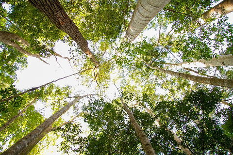 Fraser Island 4WD Tour From Noosa - Accommodation Main Beach 0