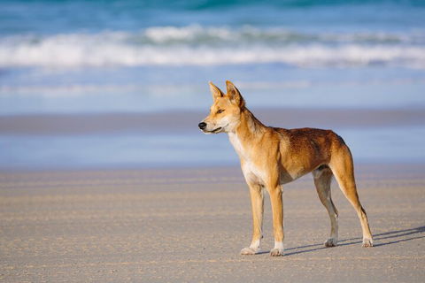 Fraser Island 4WD Tour From Noosa - Accommodation Main Beach 5