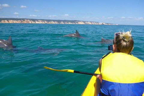 Kayak With Dolphins And 4WD Great Beach Drive Day Trip From Noosa - Accommodation Main Beach 1