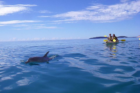 Kayak With Dolphins And 4WD Great Beach Drive Day Trip From Noosa - Accommodation Main Beach 2