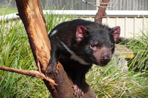 Tasmania 6 Day 'Tour In Circle' - Accommodation Main Beach 1