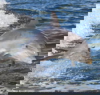 Noosa Oceanrider Scenic Dolphin Safari - Accommodation Main Beach