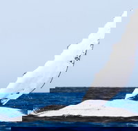 2-Hour Guided Whale Watching Tour at Noosa - Accommodation Main Beach