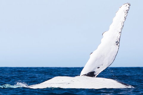 2-Hour Guided Whale Watching Tour At Noosa - Accommodation Main Beach 0