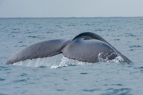2-Hour Guided Whale Watching Tour At Noosa - Accommodation Main Beach 1