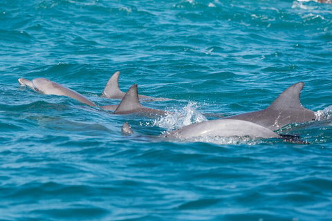 2-Hour Guided Whale Watching Tour At Noosa - Accommodation Main Beach 2
