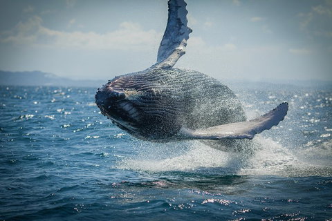 2-Hour Guided Whale Watching Tour At Noosa - Accommodation Main Beach 3