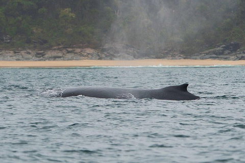 2-Hour Guided Whale Watching Tour At Noosa - Accommodation Main Beach 5