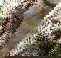 Byron Bay Combo Hinterland Tour Including Minyon Falls and Kayaking with Dolphins - Accommodation Main Beach