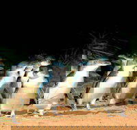 Phillip Island Penguins Private Tour - Accommodation Main Beach